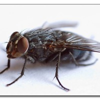 img_3112-fliege