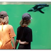 img_6878-pinguin img_6878-pinguin