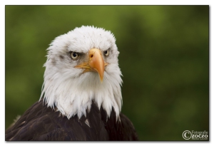 img_7128weisse-adler