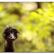 madam-emu madam-emu