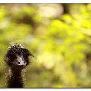 madam-emu