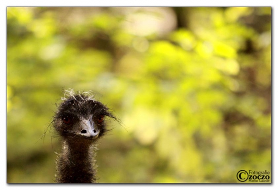 madam-emu