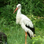 storch-dscf0040.jpg storch-dscf0040.jpg