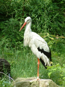 storch-dscf0040.jpg