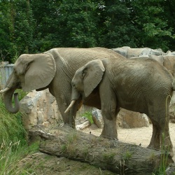 elefanten-familie-dscf0092.jpg