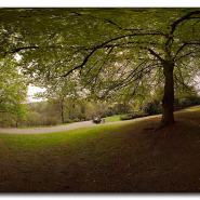 unter-baum.jpg