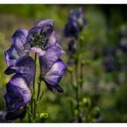 05. Juli 2015 - Botanischer Garten Wuppertal - 0408