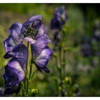 05. Juli 2015 - Botanischer Garten Wuppertal - 0408