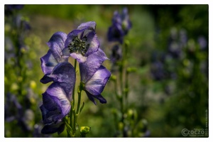 05. Juli 2015 - Botanischer Garten Wuppertal - 0408