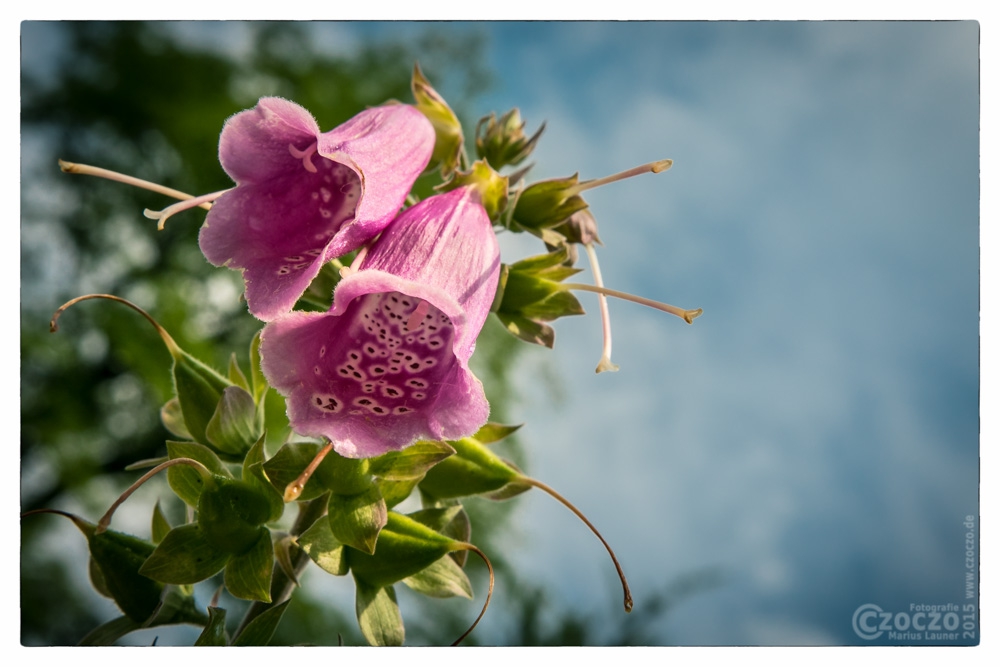 05. Juli 2015 - Botanischer Garten Wuppertal - 0420