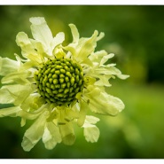 05. Juli 2015 - Botanischer Garten Wuppertal - 0427