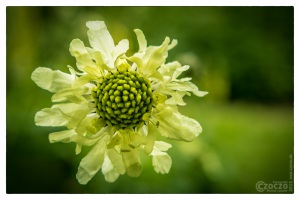 05. Juli 2015 - Botanischer Garten Wuppertal - 0427