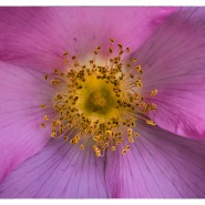 07. Juni 2015 - Blume- 9414