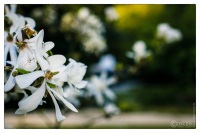 17. April 2015 - Japanische Garten - 7038