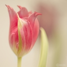 1_2023-02-15-9A1A5298-Tulpe