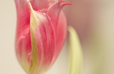 1_2023-02-15-9A1A5298-Tulpe