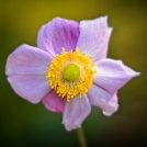 1_2023-09-27-9A1A2023-Japanische-Herbst-Anemone