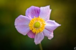 1_2023-09-27-9A1A2023-Japanische-Herbst-Anemone