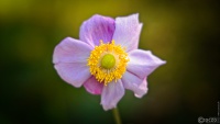 1_2023-09-27-9A1A2023-Japanische-Herbst-Anemone