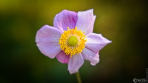 1_2023-09-27-9A1A2023-Japanische-Herbst-Anemone