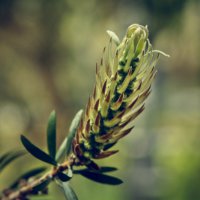 20080315-Botanische-Garten-Bochum-IMG_4744