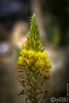 20090412-Erinnerung-_MG_1616