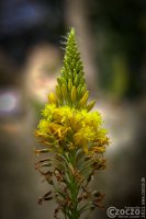 20090412-Erinnerung-_MG_1616