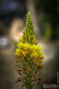 20090412-Erinnerung-_MG_1616