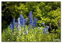 20100626-img_4818