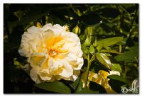20100626-img_4841