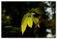 20110805-img_2547