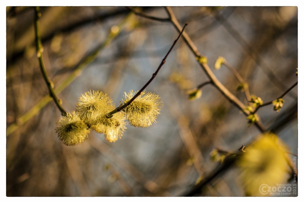 20150409-Frühling.jpg