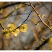 20150409-Frühling.jpg