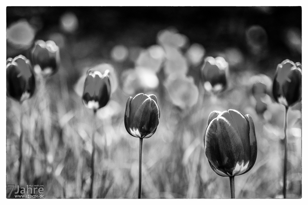 20150501-Sieben Tulpen.jpg