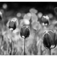 20150501-Sieben Tulpen.jpg