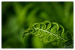 20150517-Farn-5.jpg