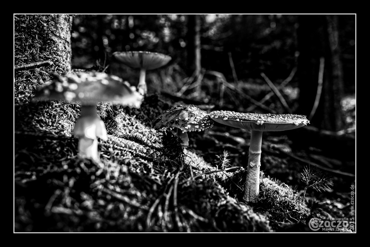 20150927-IMG_2913-Herbst