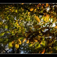 20151018-IMG_6170-Herbst