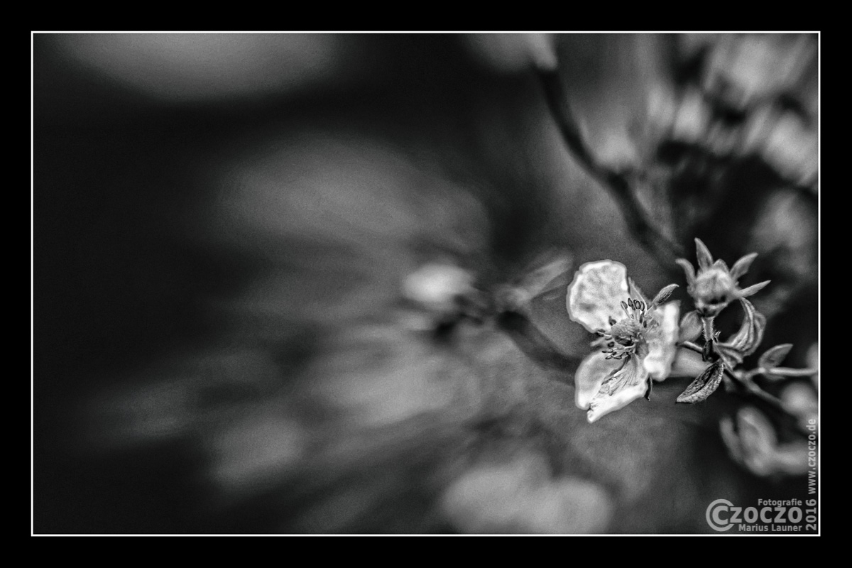 20160117-IMG_7694-Letzte Bluete