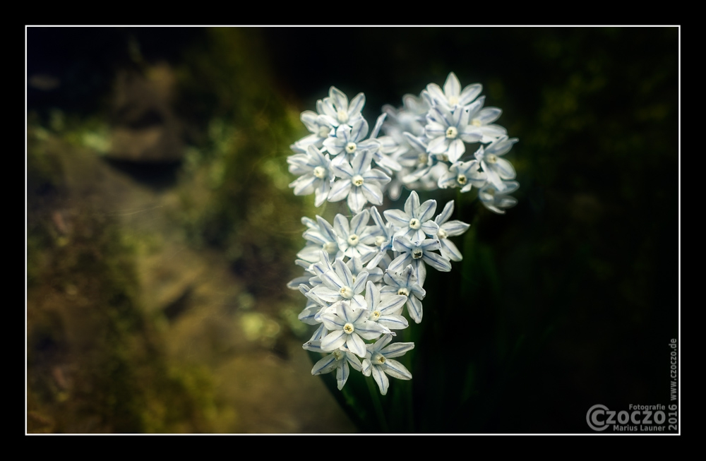 20160402-IMG_0432-Blumen