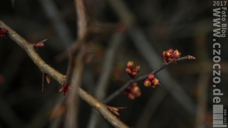 20170209-IMG_9484-Es kommt