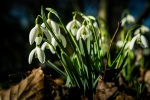 20170215-IMG_9737-Schneeglöckchen