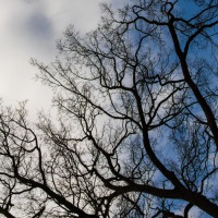 20170226-IMG_0082-AlteBaum