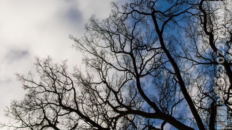 20170226-IMG_0082-AlteBaum