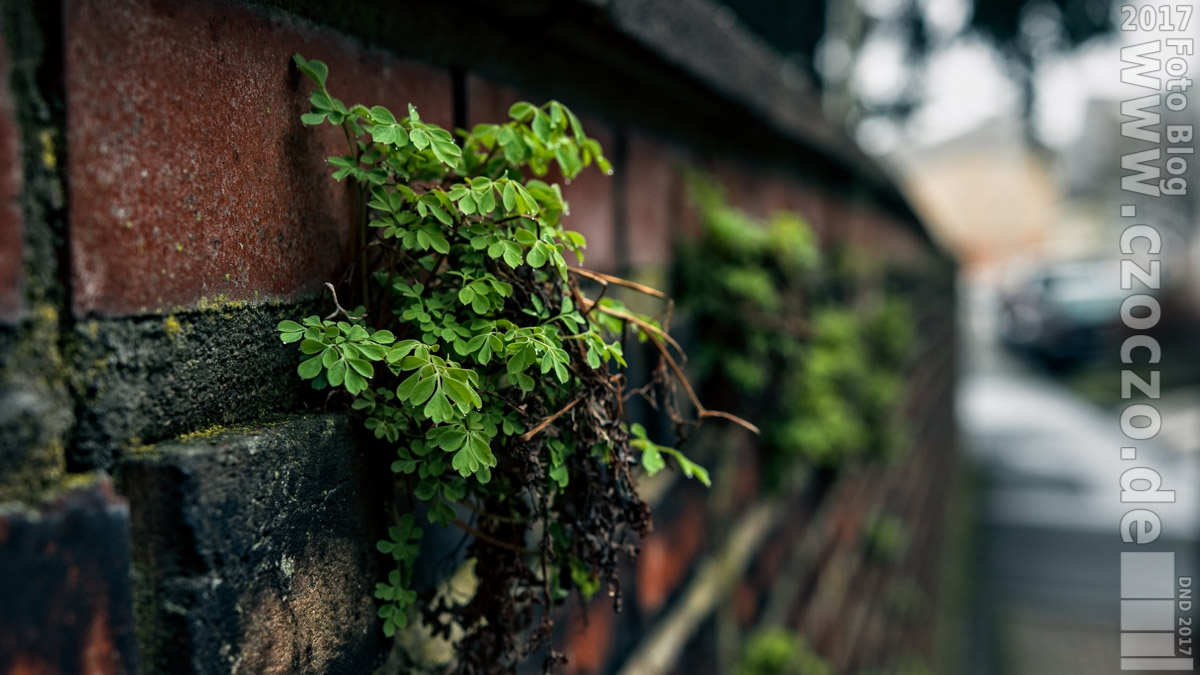 20170307-IMG_1065-MauerFlora