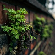 20170307-IMG_1065-MauerFlora