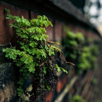 20170307-IMG_1065-MauerFlora