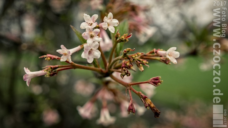 20170320-_MG_1548-frueling