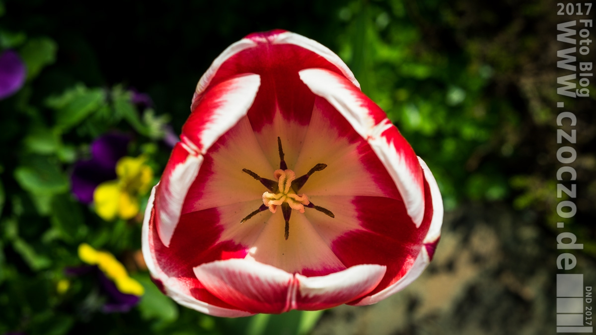 20170511-_MG_3257-Tulpe