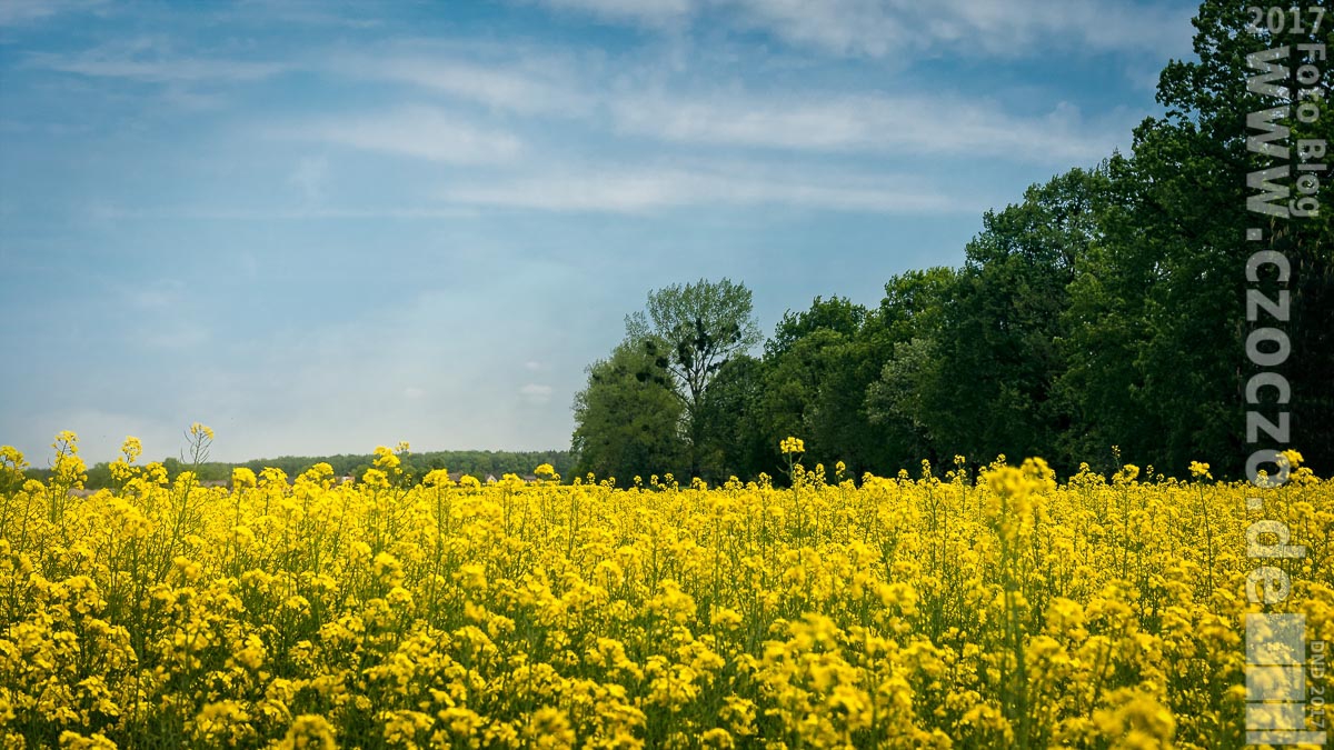 20170521-_MG_3551-Rapsfeld